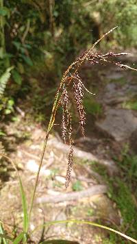 Image of Carex jamesonii