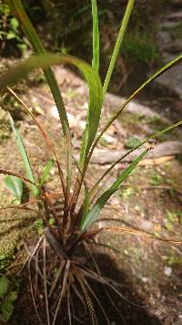 Carex jamesonii image