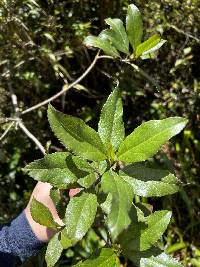 Raulinoreitzia crenulata image