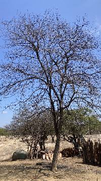 Image of Handroanthus chrysanthus