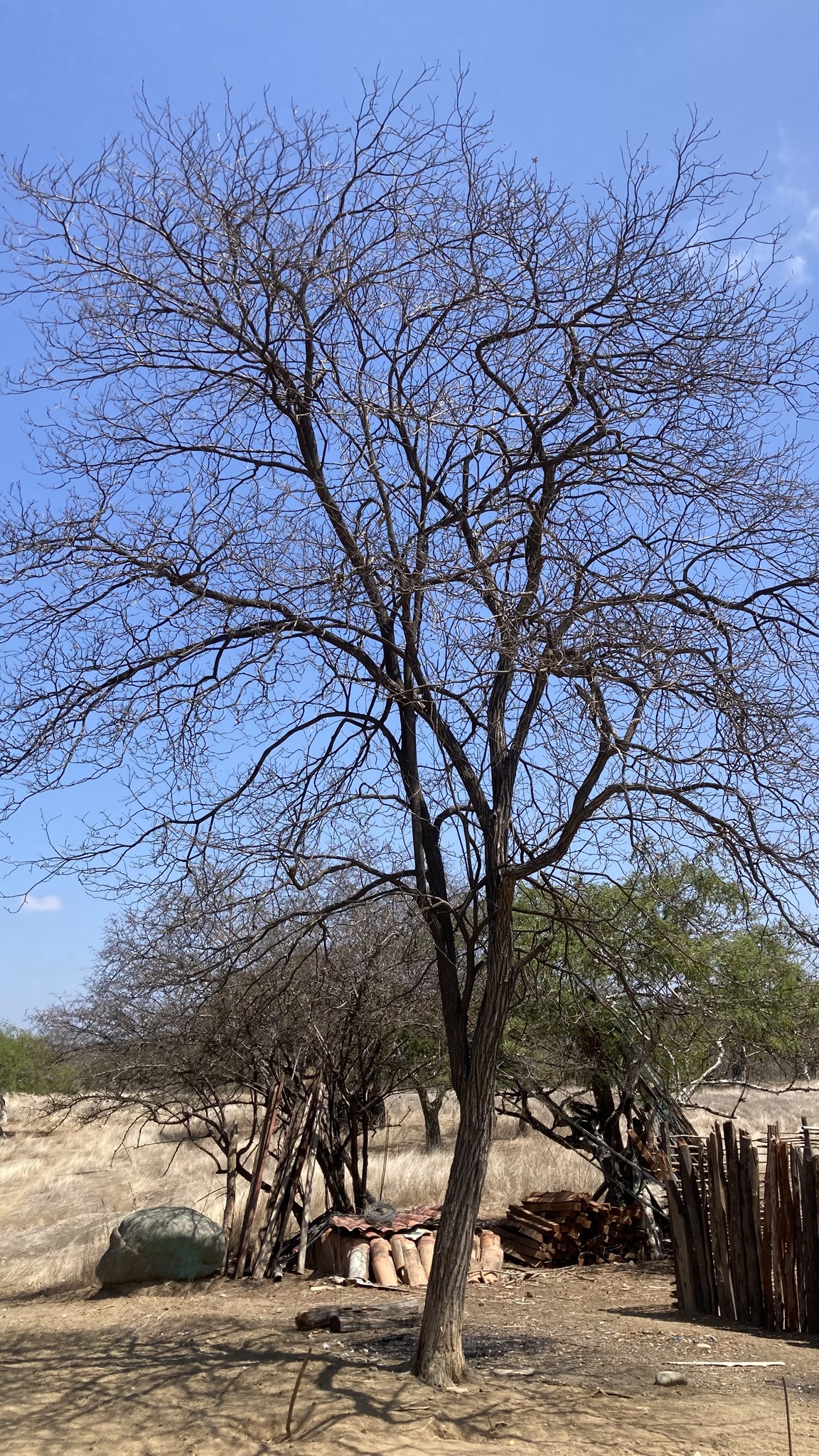 Handroanthus image