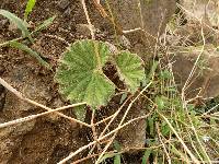 Begonia parcifolia image