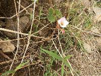 Begonia parcifolia image