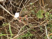 Begonia parcifolia image