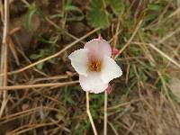 Begonia parcifolia image