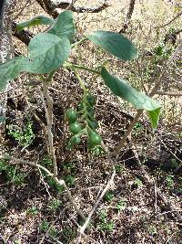 Solanum amotapense image