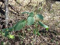 Solanum amotapense image