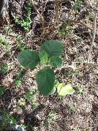 Solanum amotapense image