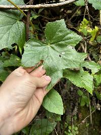 Begonia acerifolia image