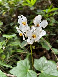 Begonia acerifolia image