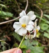 Begonia acerifolia image