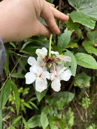 Begonia acerifolia image