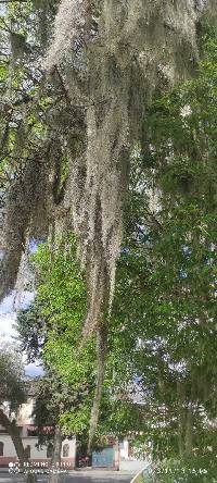 Tillandsia usneoides image