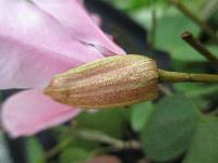 Bauhinia ayabacensis image