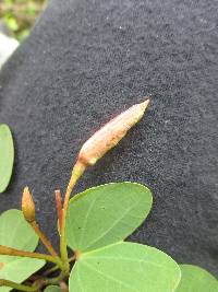 Bauhinia ayabacensis image