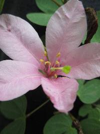 Bauhinia ayabacensis image