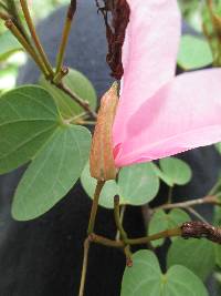 Bauhinia ayabacensis image