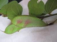 Bauhinia ayabacensis image