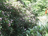 Bauhinia ayabacensis image