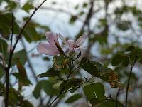 Bauhinia ayabacensis image