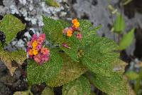 Lantana camara image