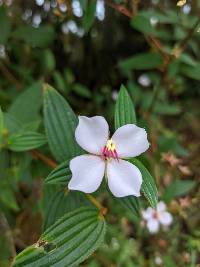 Monochaetum lineatum image