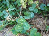 Trifolium repens image