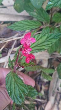 Begonia urticae image