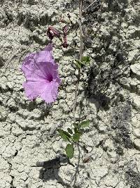 Ipomoea carnea image