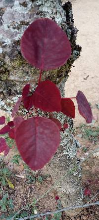 Euphorbia cotinifolia image