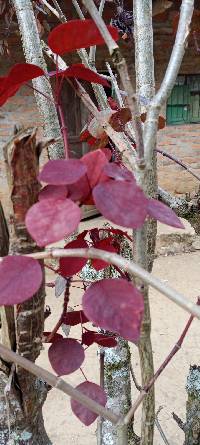 Euphorbia cotinifolia image