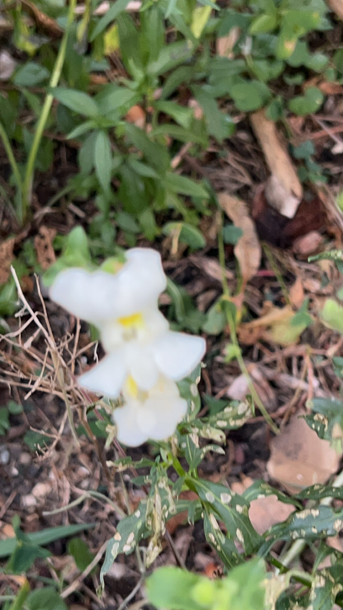 Antirrhinum majus image