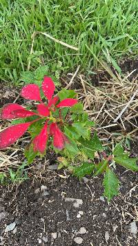 Euphorbia pulcherrima image