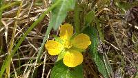 Ludwigia peruviana image