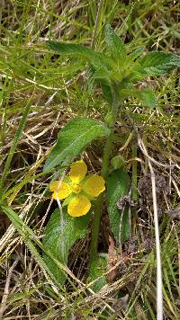 Ludwigia peruviana image