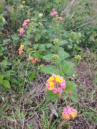 Lantana camara image