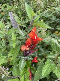 Canna indica image