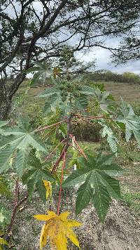 Image of Ricinus communis