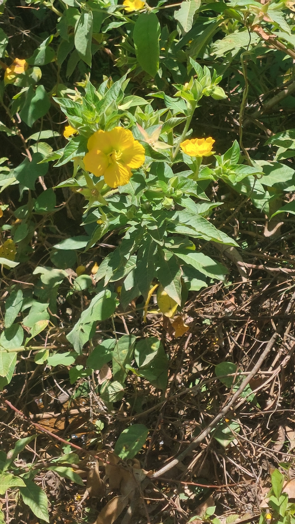 Ludwigia peruviana image