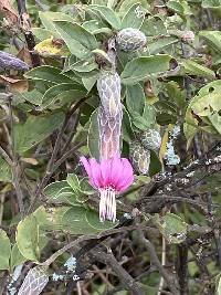 Barnadesia aculeata image