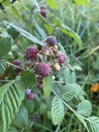 Rubus niveus image