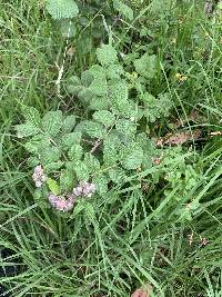 Rubus niveus image