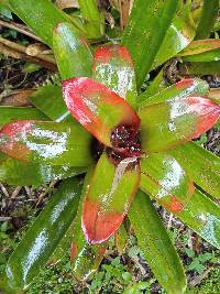 Guzmania gloriosa image