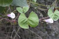 Ipomoea dumetorum image