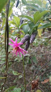 Barnadesia arborea image