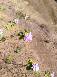 Lantana rugulosa image