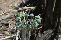 Eucrosia eucrosioides image