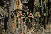 Eucrosia eucrosioides image