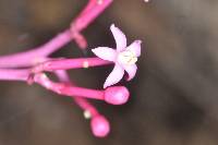 Vasconcellea parviflora image