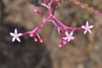 Vasconcellea parviflora image